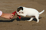 Parson Russell Terrier Welpe / parson russell terrier puppy