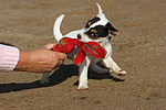 Parson Russell Terrier Welpe / parson russell terrier puppy