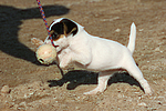 Parson Russell Terrier Welpe / parson russell terrier puppy