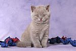 sitzendes Britisch Kurzhaar Kätzchen / sitting british shorthair kitten