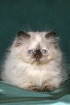 liegendes Perser Colourpoint Kätzchen / lying persian colourpoint kitten