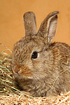 Zwergkaninchen / dwarf rabbit