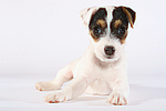 Parson Russell Terrier Welpe / parson russell terrier puppy