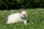 Britisch Kurzhaar Kätzchen / british shorthair kitten