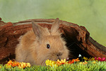 Löwenköpfchen / lion-headed bunny