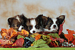 Papillon Welpen / papillon puppies