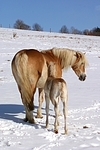 Haflinger / haflinger horses