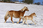 Haflinger / haflinger horses