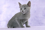 sitzendes Russisch Blau Kätzchen / sitting russian blue kitten