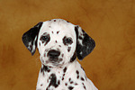 Dalmatiner Welpe / dalmatian puppy