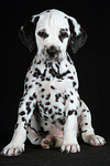 Dalmatiner Welpe / dalmatian puppy