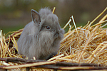 Löwenköpfchen / lion-headed bunny