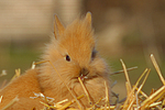 Löwenköpfchen / lion-headed bunny