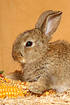 Zwergkaninchen / dwarf rabbit