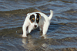 Parson Russell Terrier Welpe / parson russell terrier puppy