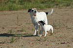 Parson Russell Terrier