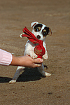 Parson Russell Terrier Welpe / parson russell terrier puppy