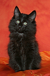 Norwegische Waldkatze Kätzchen / norwegian forestcat kitten