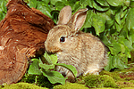 junges Zwergkaninchen / young dwarf rabbit