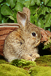 junges Zwergkaninchen / young dwarf rabbit