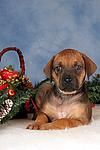 Rhodesian Ridgeback Welpe / rhodesian ridgeback puppy