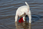 Parson Russell Terrier Welpe / parson russell terrier puppy