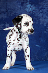 Dalmatiner Welpe / dalmatian puppy