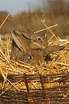 Kaninchen / bunnies