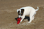 Parson Russell Terrier Welpe / parson russell terrier puppy