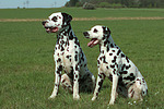 Dalmatiner / dalmatian