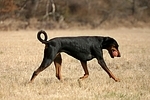 Dobermann / doberman pinscher