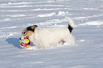 Parson Russell Terrier spielt im Schnee / prt playing in snow