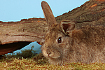 Kaninchen / rabbit