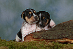 Jack Russell Terrier Welpen / jack russell terrier puppies