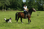 Frau mit Deutschem Reitpony auf einem Ausritt begleitet von Border Collie / woman rides pony accompanied by a border collie