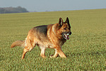 laufender Deutscher Schäferhund / walking german shepherd