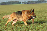 rennender Deutscher Schäferhund / running german shepherd