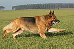rennender Deutscher Schäferhund / running german shepherd