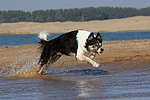 rennender Border Collie am Strand / running Border Collie at beach