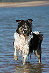 Border Collie steht im Wasser / bathing Border Collie