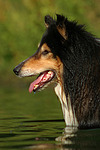 Langhaarcollie Portrait / longhaired collie portrait