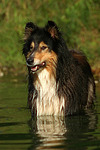 badender Langhaarcollie / bathing longhaired collie