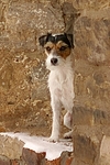 Parson Russell Terrier im Schnee / PRT in snow