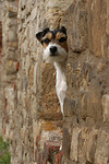 Parson Russell Terrier Portrait