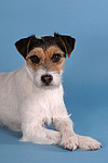 liegender Parson Russell Terrier / lying prt