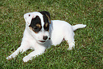 Parson Russell Terrier Welpe / parson russell terrier puppy