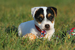 spielender Parson Russell Terrier Welpe / playing PRT puppy