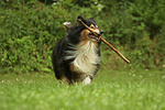 spielender Langhaarcollie / playing longhaired collie