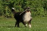 spielender Langhaarcollie / playing longhaired collie