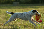 Parson Russell Terrier